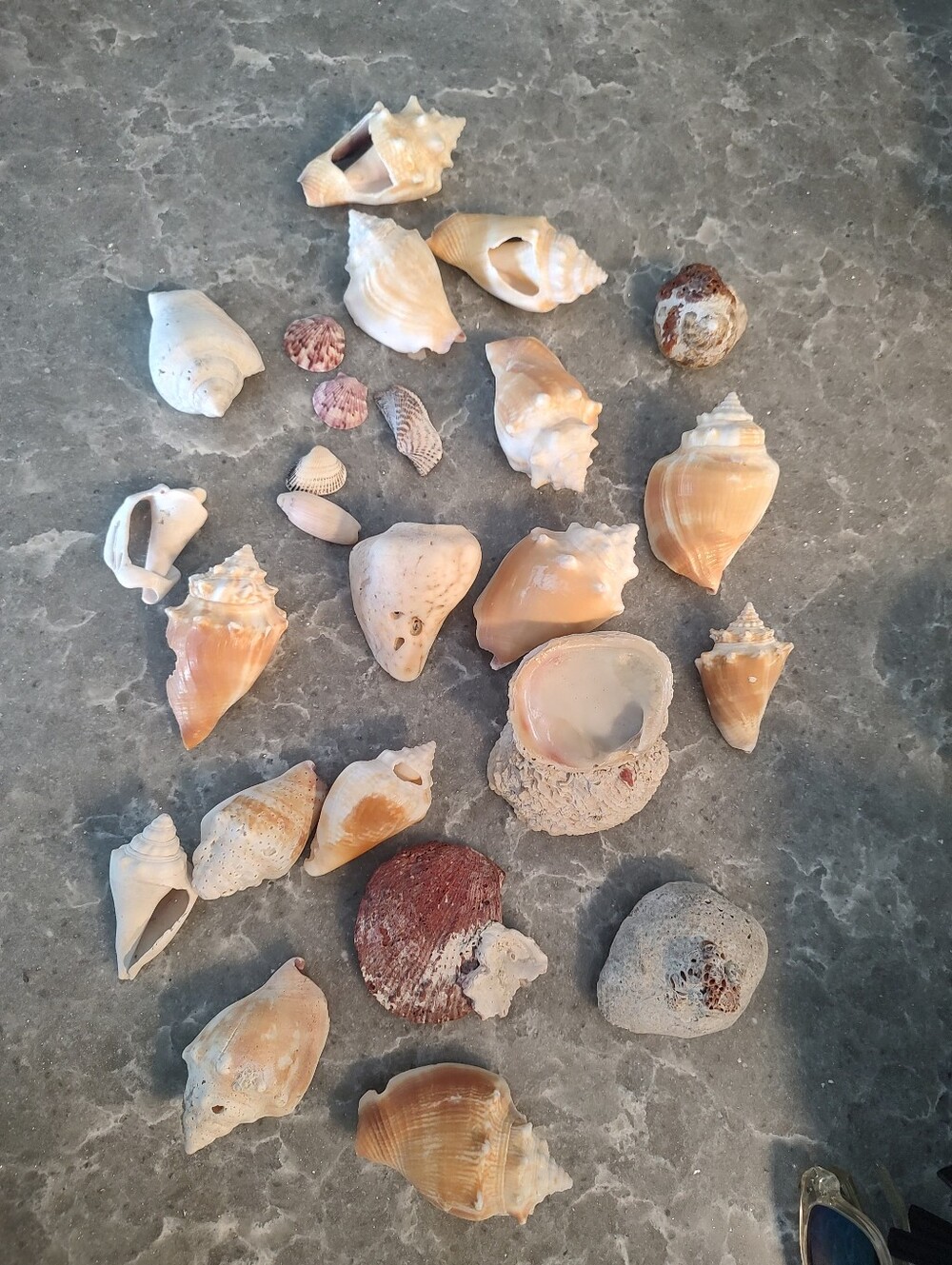 Unique Shells about 15 - Picture 8 of 11